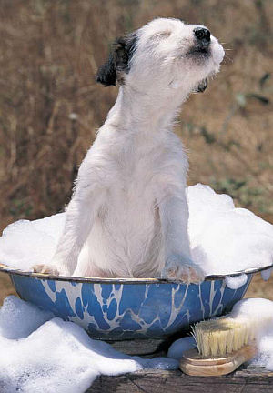 Dog bathing