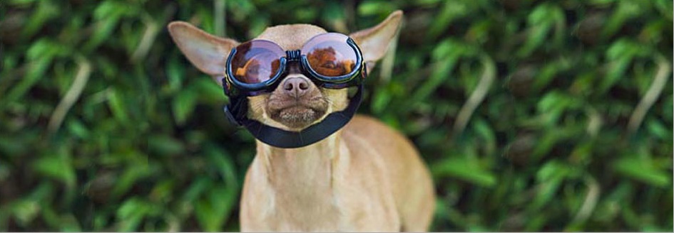 Chicago dog Boarding home image